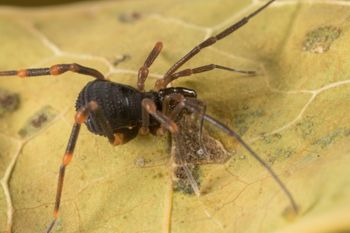 Media type: image;   Invertebrate Zoology 151528